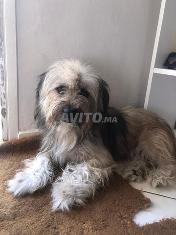 jolie chien caniche 