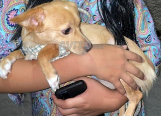 بيع كلب سلالة نادرة