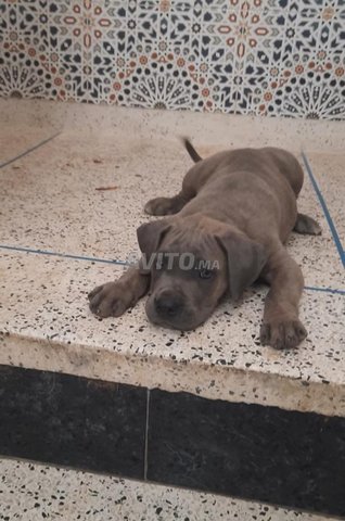 super chiots cane corso race pure 