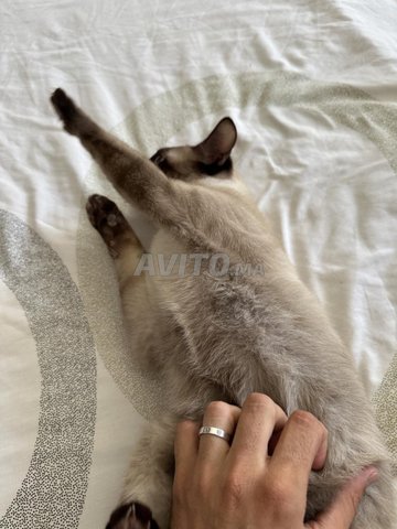 Chat siamois male  /5 mois