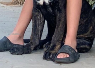 Canecorso top qualité 