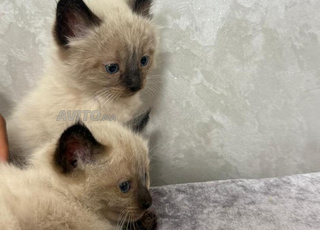 Agadir ايت ملول