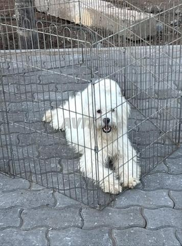 Bichon Maltais mâle à vendre  - 2