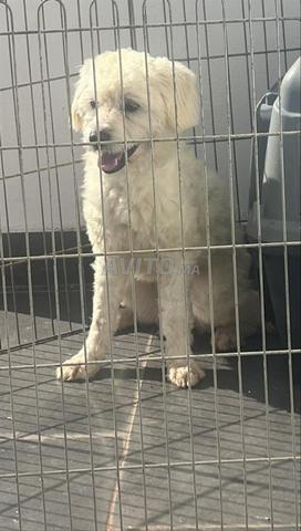 Bichon Maltais mâle à vendre 