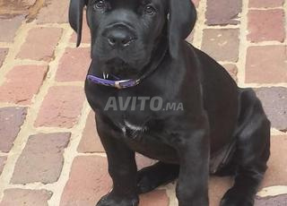 Cane corso 