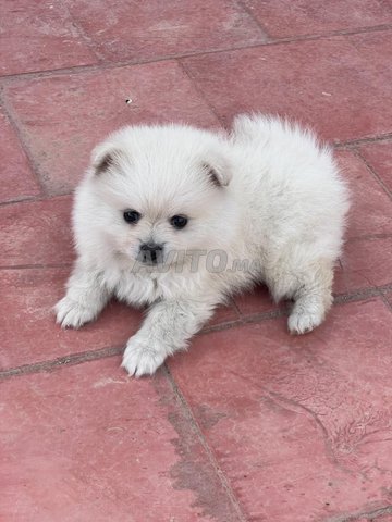 Spitz pomeranian de 3 mois
