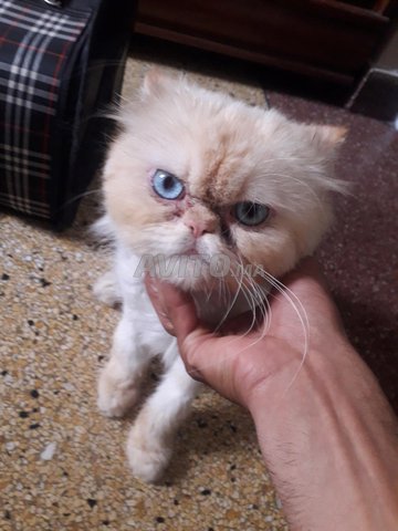 Chat perso 