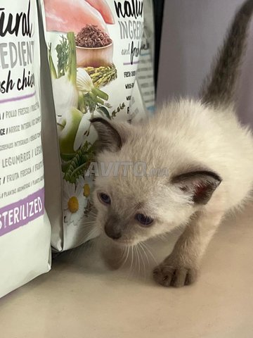Chat ciamou