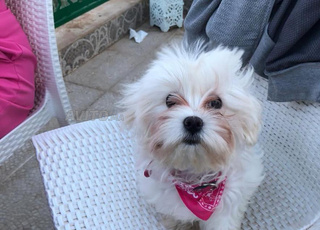 Bichon maltais 