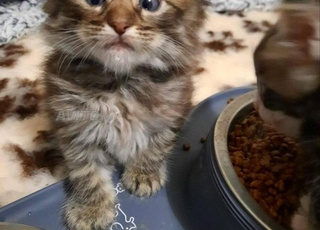 bébé chaton norvegein âge 45 j malle e