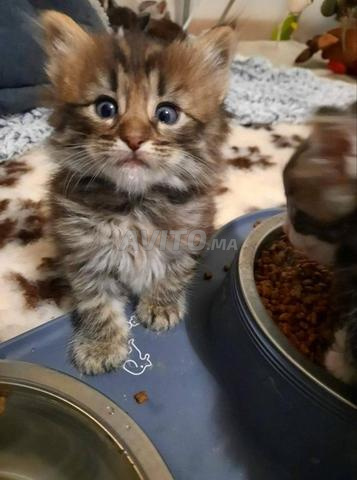 bébé chaton norvegein âge 45 j malle e