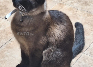 chat siamois avec tout son matériel 