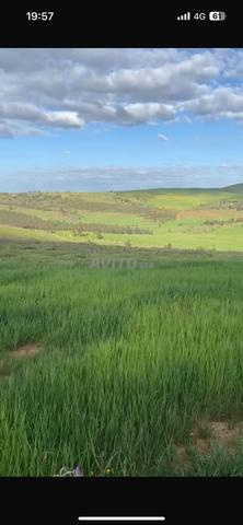 أرض فلاحية بمكناس مساحتها 200 هكتار - 2