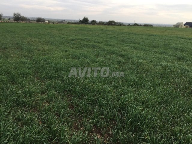 TERRAIN AGRICOLE 9000 M2 OULAD HAMDANE EL JADIDA 