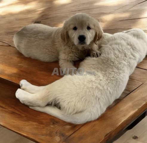 Chiots golden retriever 