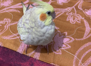 طائر الكوكتيل 