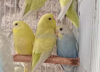 طيور البادجي بيروش  لبيع بثمن رمزي