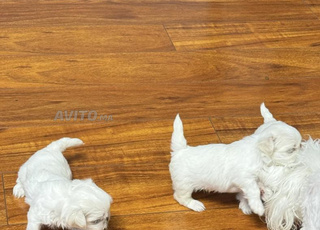 puppy maltese de luxe 