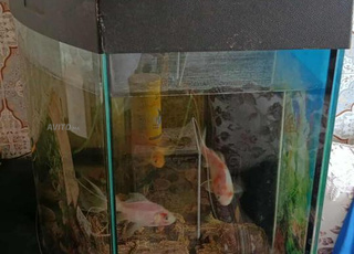 Aquarium bonne prix bonne qualité 