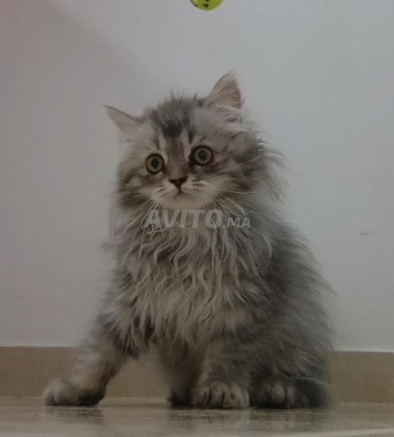 chat persan silver