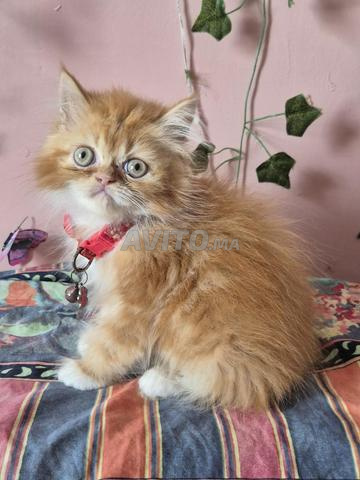 Chaton male Persan
