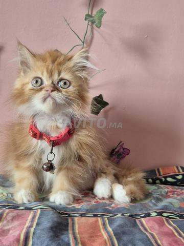 Chaton male Persan - 2