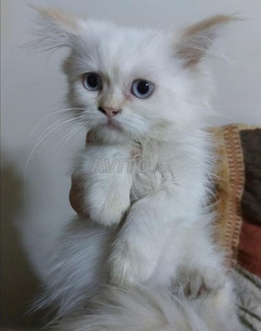 une chatte persan à vendre 