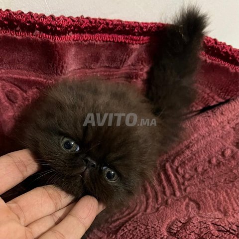 Chaton Persan noir chocolat mâle de 50 jours