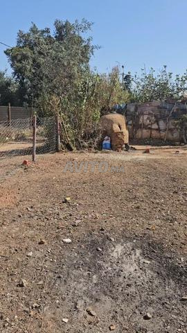 terrain أرض محفظة للبيع بأحد الغربية نواحي أصيلة - 2