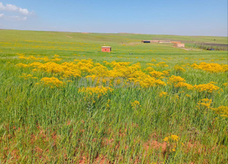 📍 Terrain Agricole à Vendre – 2,5 Hectares 