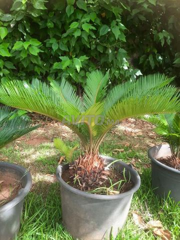 Vente cycas - 2