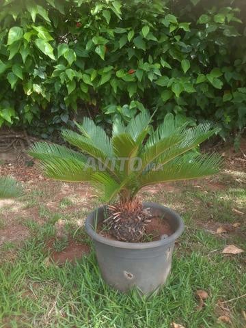 Vente cycas - 2