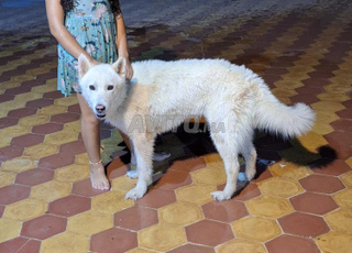 BERGER SUISSE A DONNER