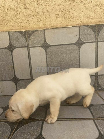 Femelle Labrador pure race