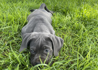 Cane corso pedigree 