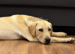 Chien labrador sable a vendre avec accessoires 