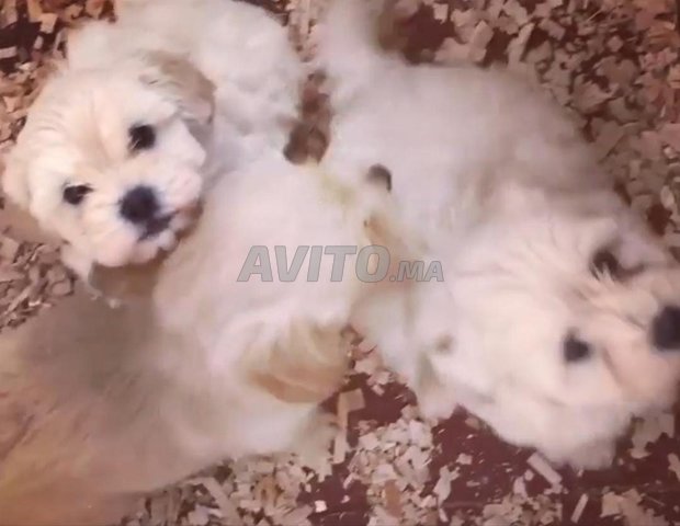 Bichon malletie bichon 