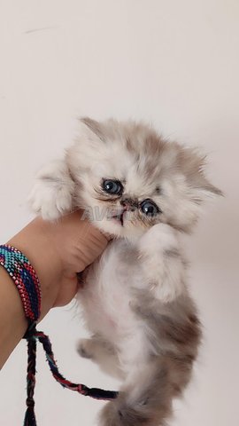 chaton persan mâle silver