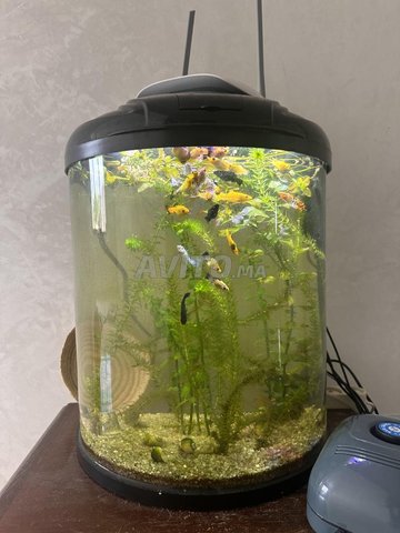 aquarium pleine de poisson et d’accesoire 