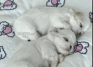 puppy maltese toy