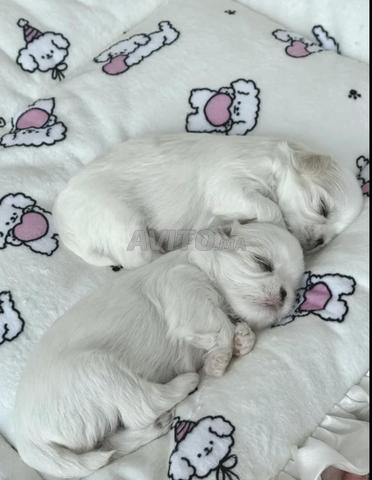 puppy maltese toy