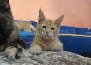 maine coon pure race femelles