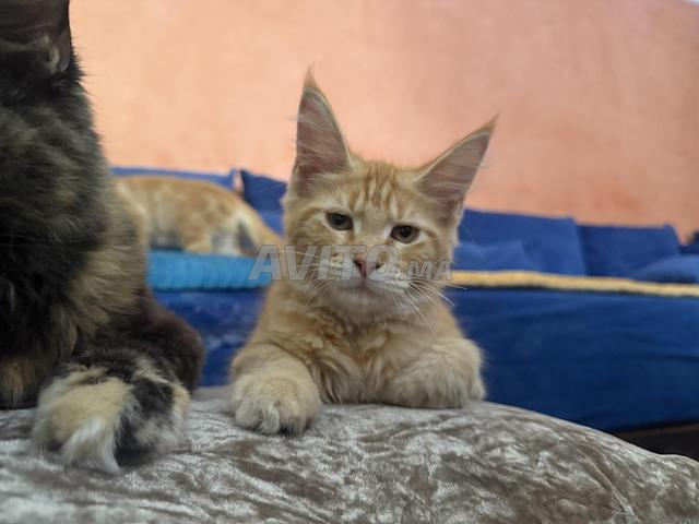 maine coon pure race femelles