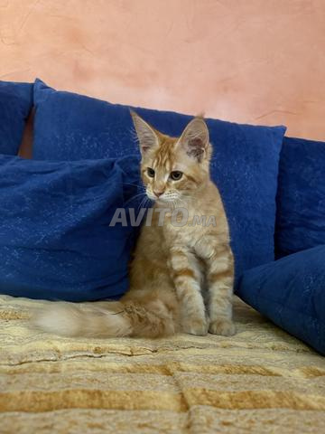 maine coon pure race femelles - 2