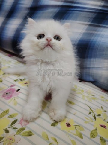 Chat persan