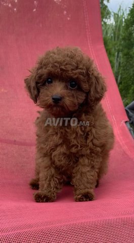  Chiot poodle teacup pédigrée importation