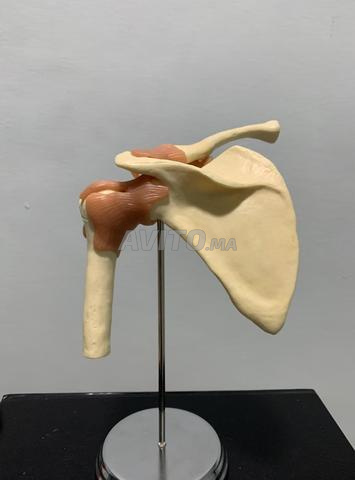 Maquette de la scapula - 2