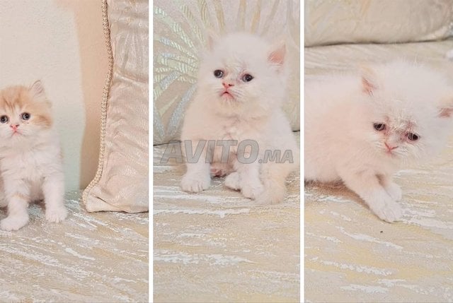 Chatton persan 
