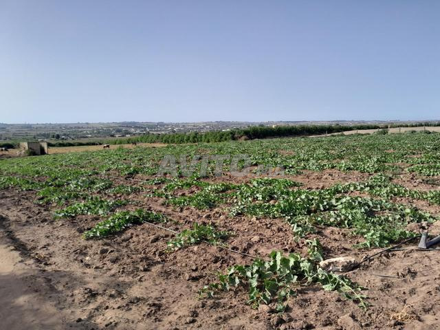 Terrain de 18.5 hectares à azzemour