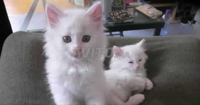 bébé chat ongora 